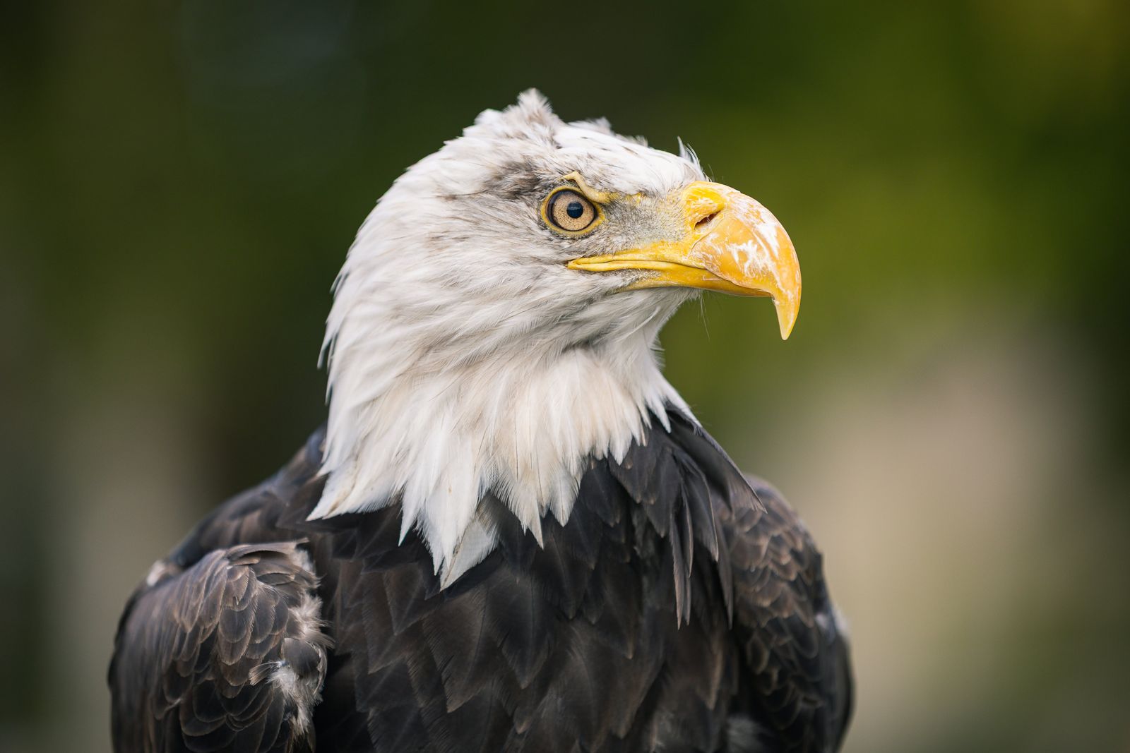 A bald eagle in profile