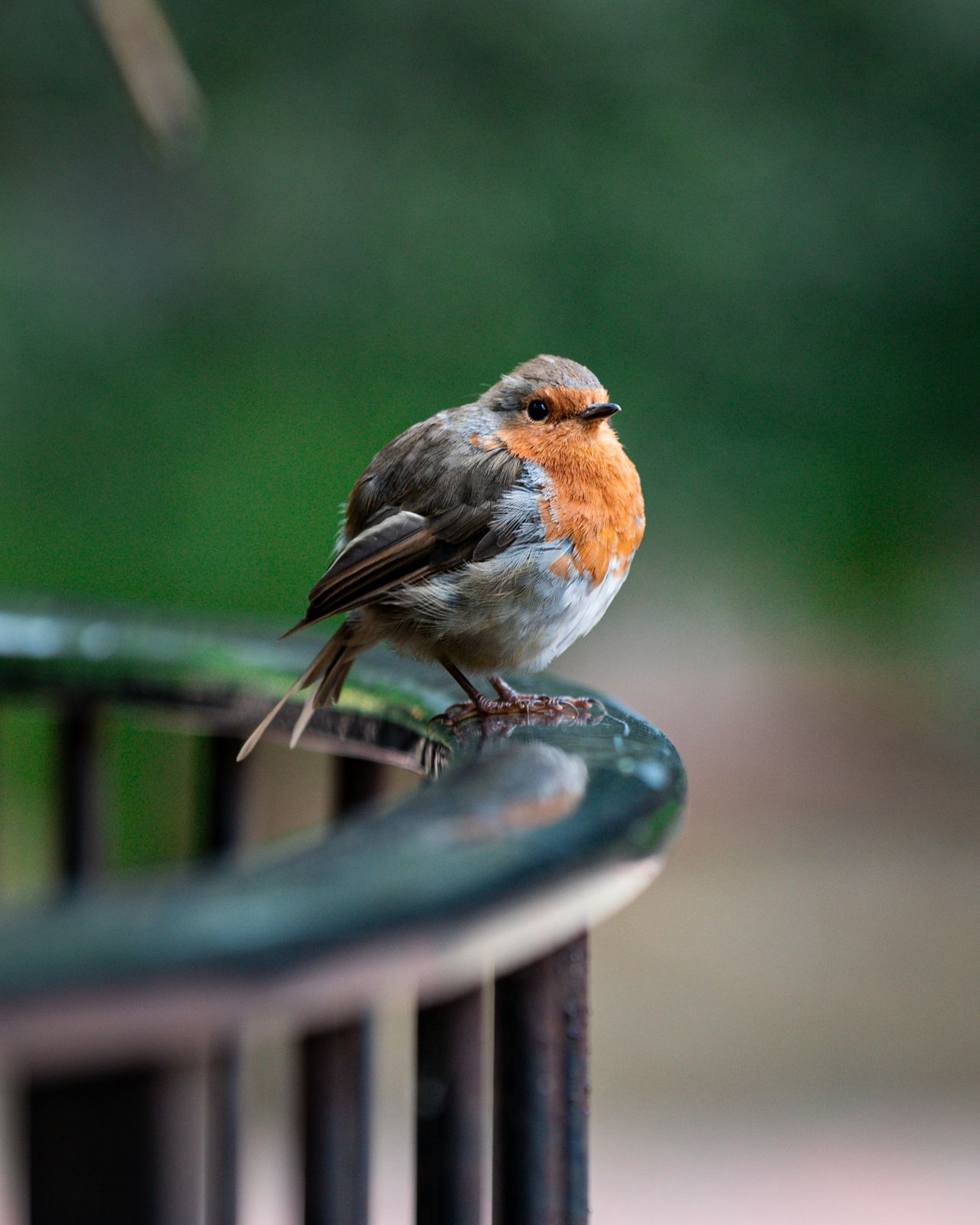A robin on a green railing