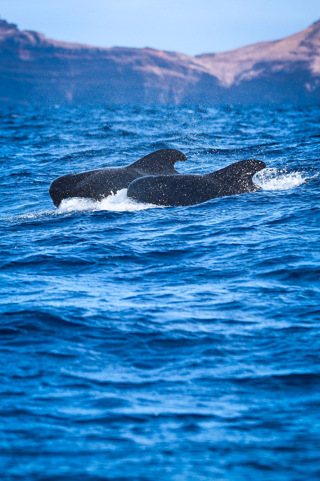 Two pilot whales surfacing in deep blue water